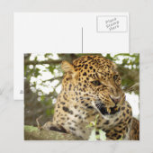 Carte Postale LeopardCheetaro010 (Devant / Derrière)