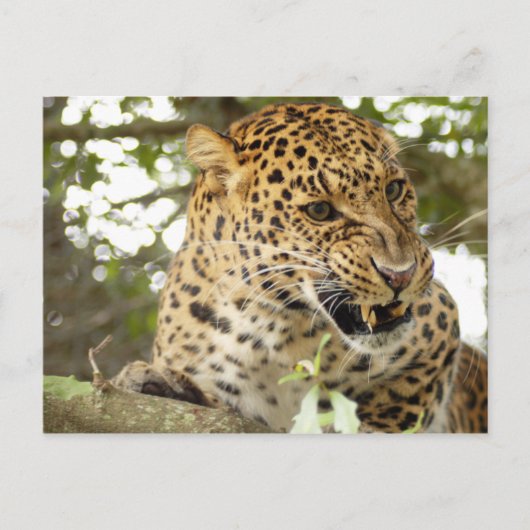Carte Postale LeopardCheetaro010 (Devant)