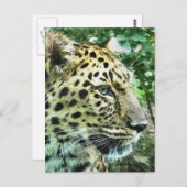 CARTE POSTALE LEOPARDS (Devant / Derrière)