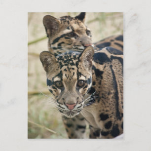 Carte Postale Léopards nuageux
