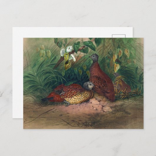 Carte Postale L'épi peint par Joseph Wolf (Devant / Derrière)