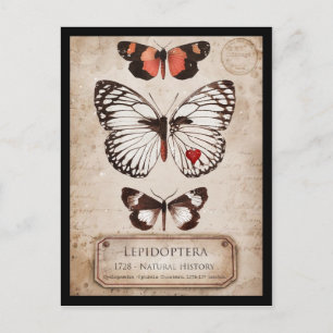 Carte Postale Lépidoptère