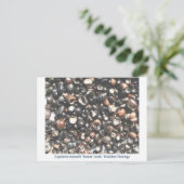 Carte Postale Lepidotes broyant les dents fossiles (Debout devant)