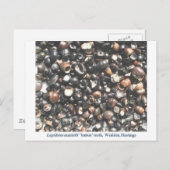 Carte Postale Lepidotes broyant les dents fossiles (Devant / Derrière)