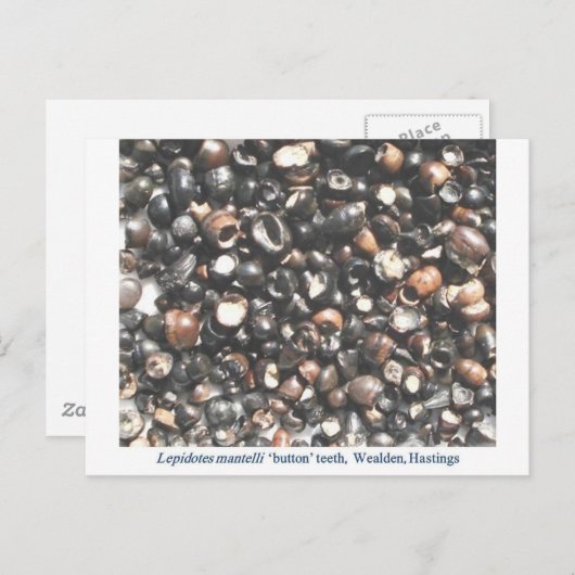 Carte Postale Lepidotes broyant les dents fossiles (Devant / Derrière)