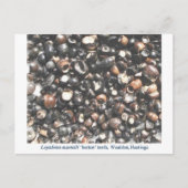 Carte Postale Lepidotes broyant les dents fossiles (Devant)