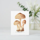Carte Postale Lepiota procera (Debout devant)