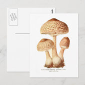 Carte Postale Lepiota procera (Devant / Derrière)