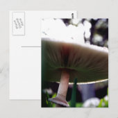 Carte postale Lepiota Sportif Vert (Devant / Derrière)