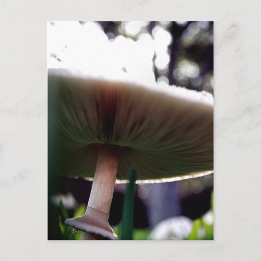 Carte postale Lepiota Sportif Vert (Devant)
