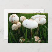 Carte postale Lepiota Sportif Vert (Devant / Derrière)