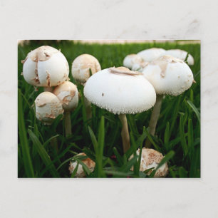 Carte postale Lepiota Sportif Vert