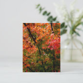 Carte Postale L'érable japonais à l'automne (Debout devant)