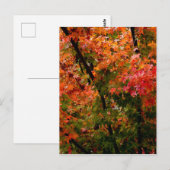 Carte Postale L'érable japonais à l'automne (Devant / Derrière)