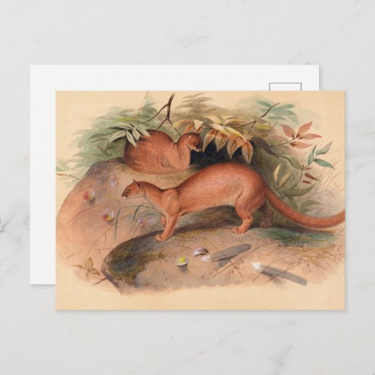 Carte Postale L'ère par Joseph Wolf (Devant / Derrière)