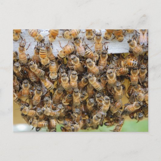 Carte Postale Les abeilles ! (Devant)
