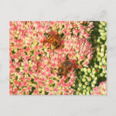 Carte Postale Les abeilles sur Sedum Automne Joy. (Devant)
