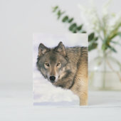 Carte Postale Les affiches de loups (Debout devant)