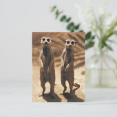 Carte Postale Les affiches Meerkat (Debout devant)