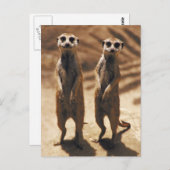 Carte Postale Les affiches Meerkat (Devant / Derrière)
