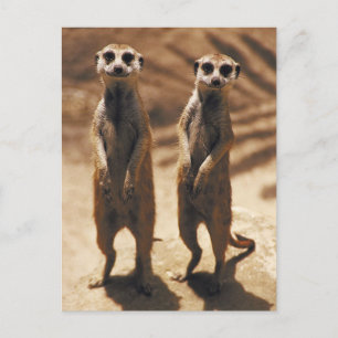 Carte Postale Les affiches Meerkat