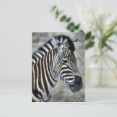 Carte Postale Les amateurs d'art Zebra (Debout devant)