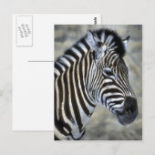 Carte Postale Les amateurs d'art Zebra (Devant / Derrière)