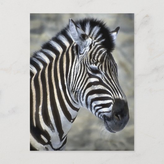 Carte Postale Les amateurs d'art Zebra (Devant)