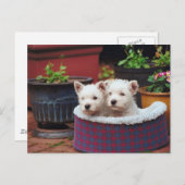 Carte Postale Les amis chiots (Devant / Derrière)