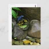 Carte Postale Les amis de la grenouille (Devant / Derrière)