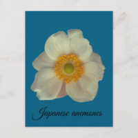 Les anémones japonaises fleurissent