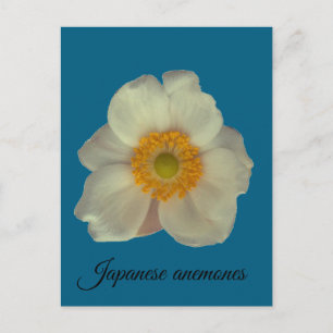 Carte Postale Les anémones japonaises fleurissent