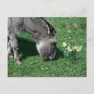 Carte Postale Les ânes ne mangent pas de jonquilles sauvages