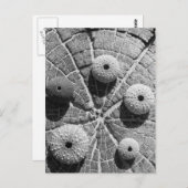 Carte Postale les anneaux (Devant / Derrière)