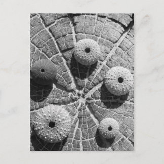 Carte Postale les anneaux