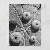 Carte Postale les anneaux (Devant)