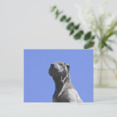 Carte Postale Les années de chien... (Debout devant)