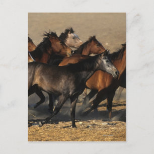 Carte Postale Les Arabes qui courent dans le désert