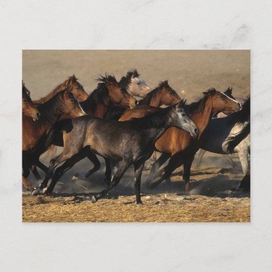 Carte Postale Les Arabes qui courent dans le désert (Devant)