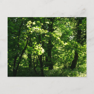 Carte Postale Les arbres au printemps. Bute Park, Cardiff. Pays 