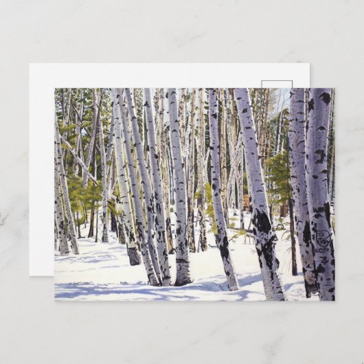 Carte Postale Les arbres d'Aspen dans la forêt (Devant / Derrière)