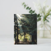 Carte Postale Les Arbres De Redwood Le Matin (Debout devant)