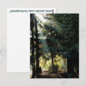 Carte Postale Les Arbres De Redwood Le Matin (Devant / Derrière)