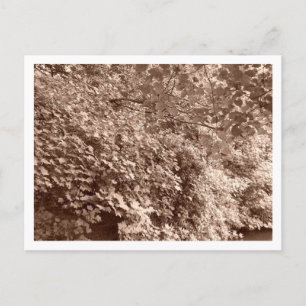 Carte Postale Les arbres devant le canal