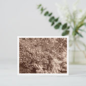 Carte Postale Les arbres devant le canal (Debout devant)