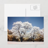Carte Postale Les arbres Jacaranda (Devant / Derrière)