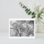 Carte Postale les arbres l'hiver (Debout devant)