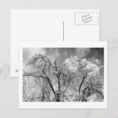 Carte Postale les arbres l'hiver (Devant / Derrière)