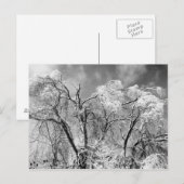 Carte Postale les arbres l'hiver (Devant / Derrière)