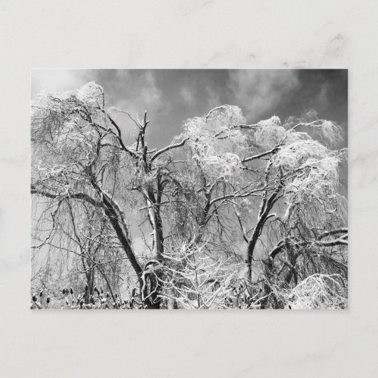 Carte Postale les arbres l'hiver (Devant)